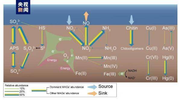 中国学者研究揭示深海锰结核区沉积物微生物代谢和适应机制 (图1)